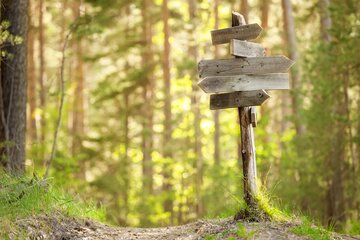 Das Bildzeigt einen Wegweiser im Wald. Er zeigt in viele verschiedene Richtungen.